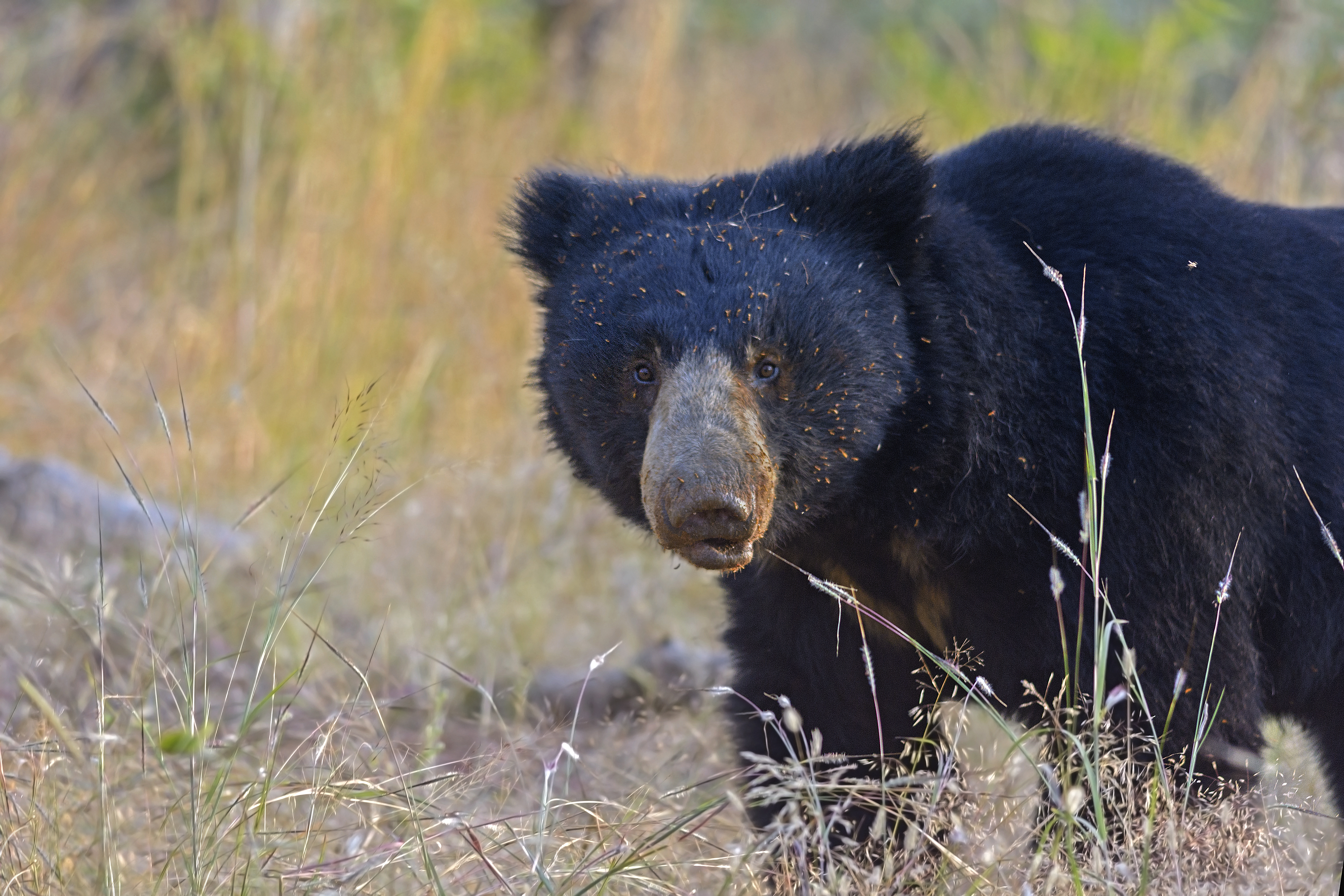 Photo from 11-Day Central India Tiger Safari: Kanha, Pench & Tadoba Wildlife Expedition safari tour